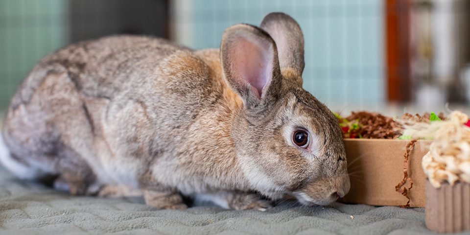 Large brown domestic rabbit in an indoor setting