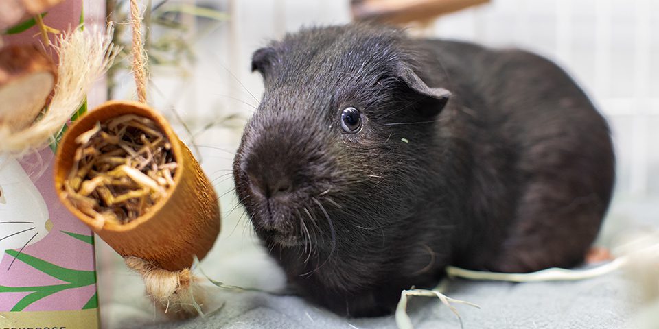 Guinea pig in an indoor setting