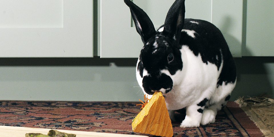 Rabbit chewing on Oxbow's Celebration Cake