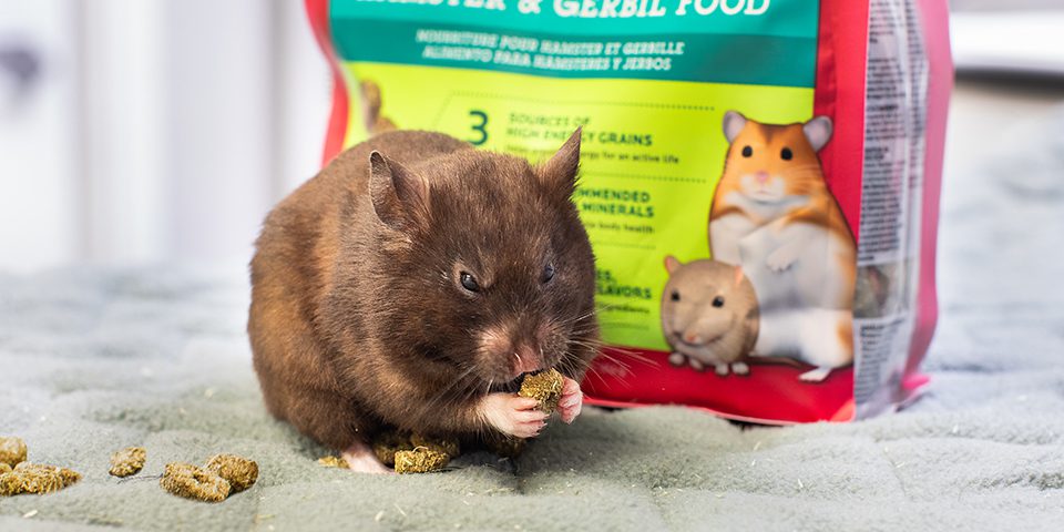 Hamster eating Oxbow Essentials Hamster & Gerbil food