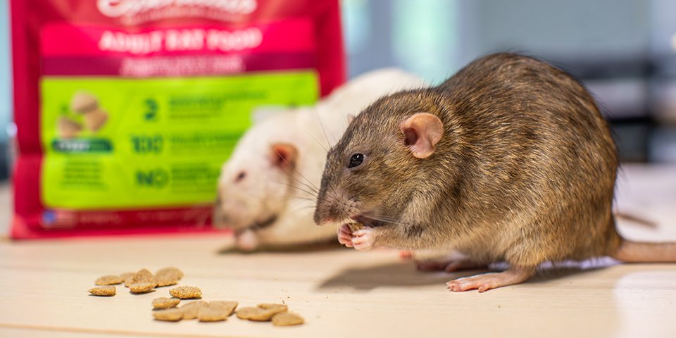 Rats eating Oxbow Essentials Adult Rat Food