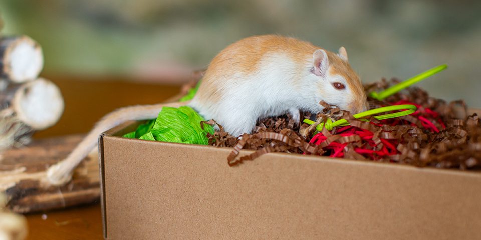 Gerbil playing with Oxbow's Garden Dig Box