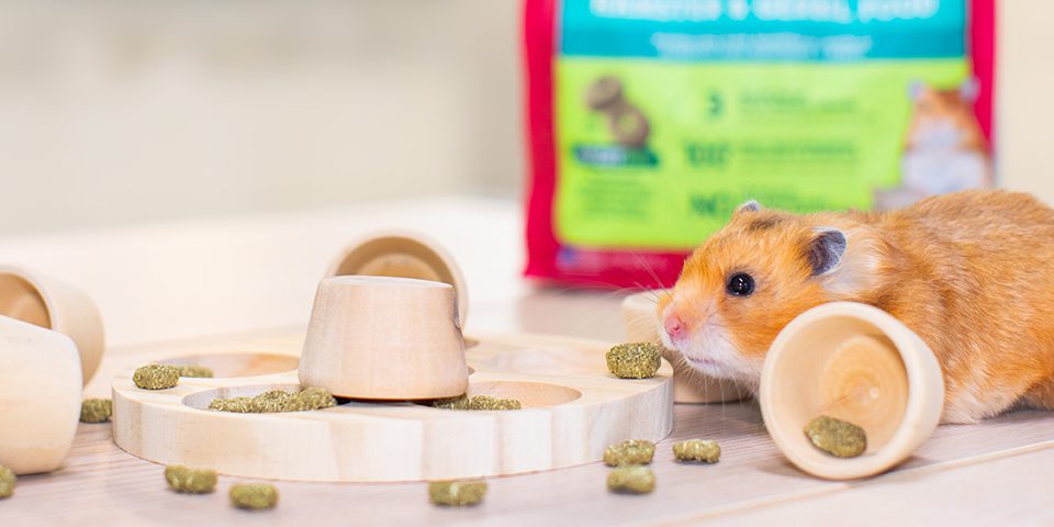Hamster eating Oxbow Essentials from a Wooden Puzzler