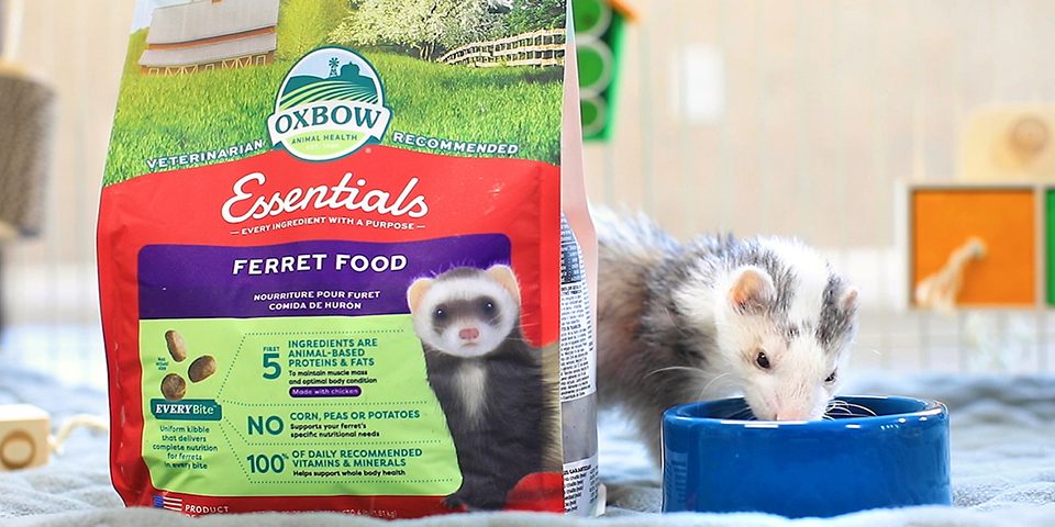 Ferret eating Oxbow Essentials