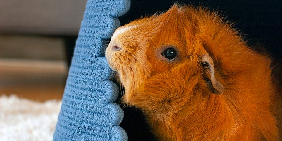 A guinea pig in a blue woven hide out in a home setting