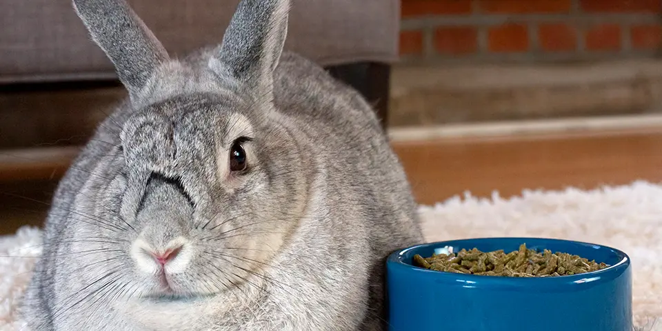 Gray rabbit sitting next to an Oxbow no-tip bowl