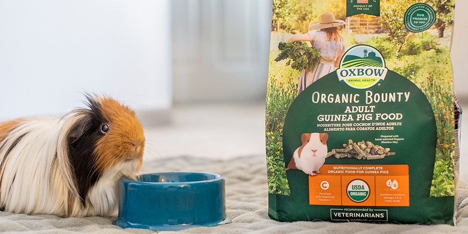 Guinea Pig eating Oxbow Organic Bounty