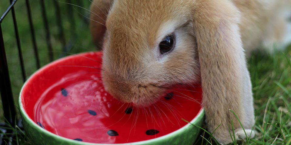 Close-up of baby lop-eared rabbit drinking water from watermelon bowl