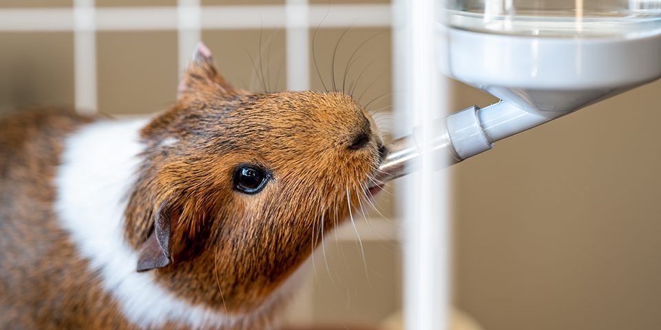 Selective focus on a guinea pig drinking out of a water bottle mounted on the side of an enclosure