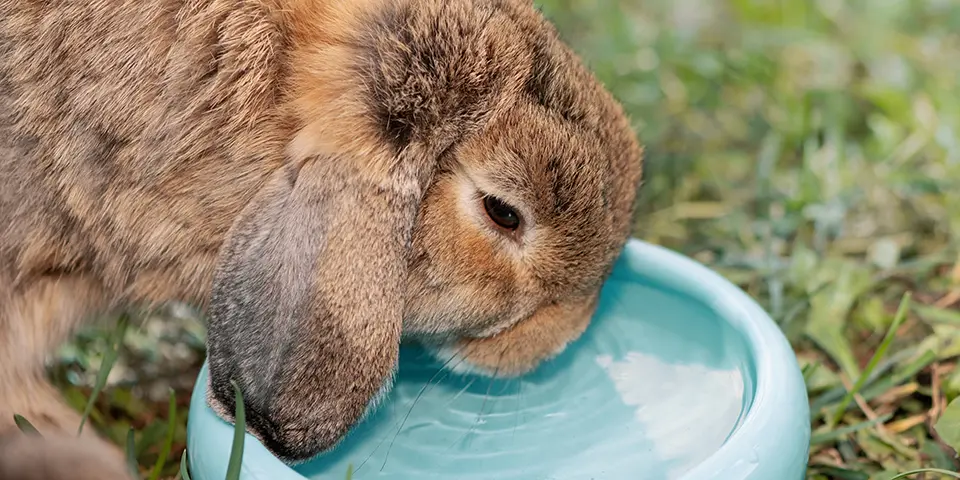 Rabbit drinking water from blue bowl, close up