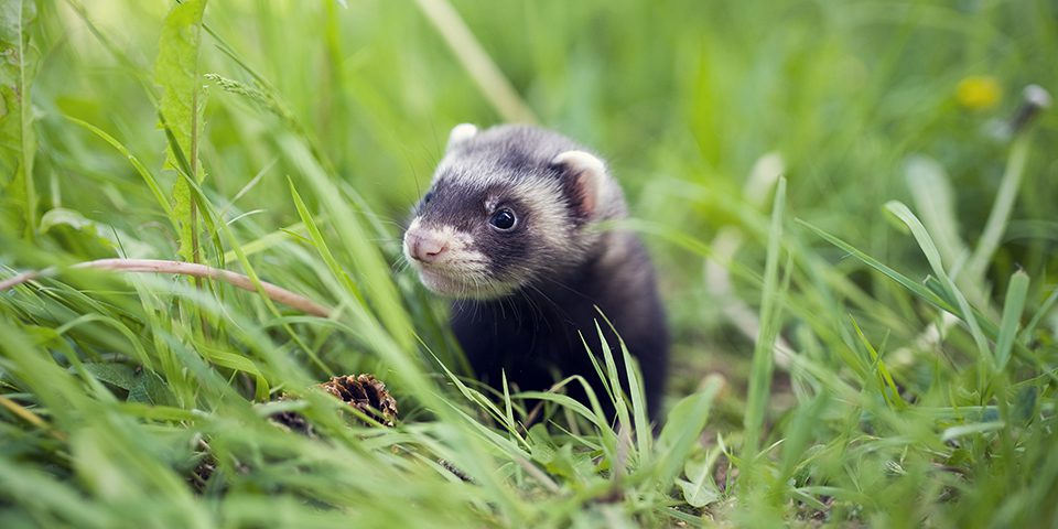 Sable ferret baby in grass