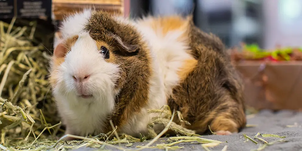 Guinea pig in a home setting