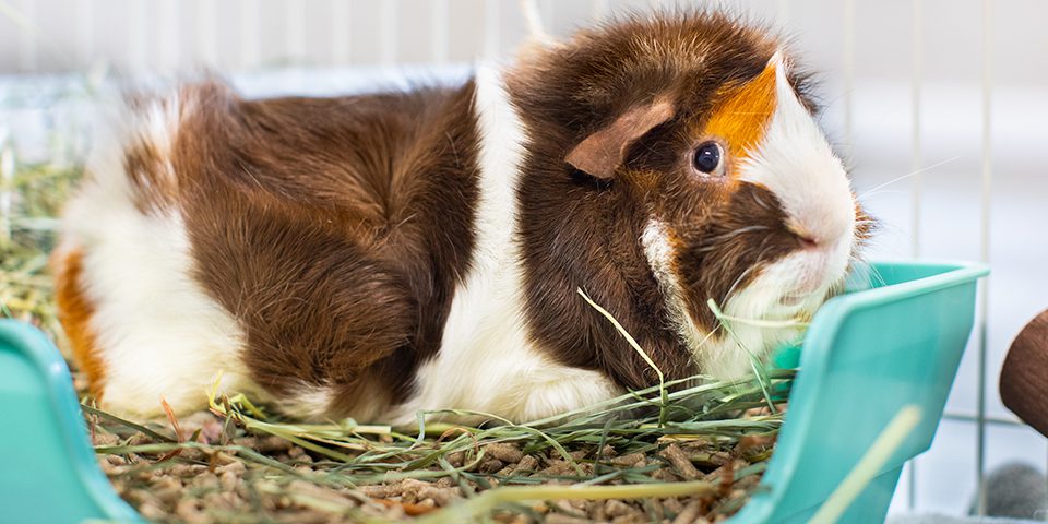 Guinea pig in a litter box