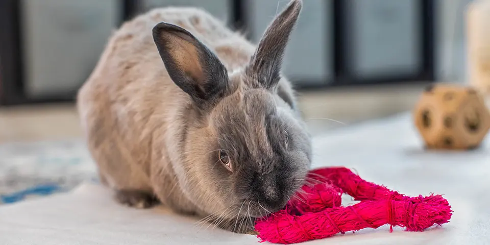 Rabbit in a home setting