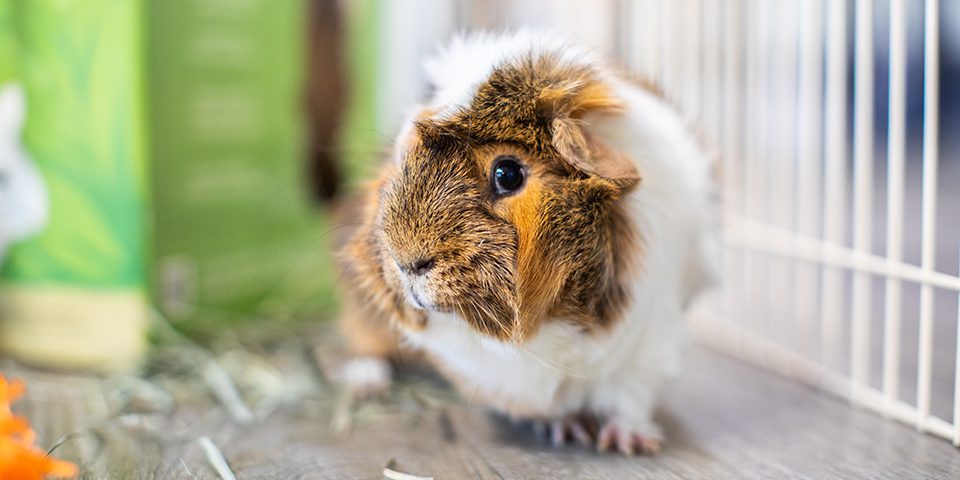 Guinea pig in a playpen with Prime Cut Hay