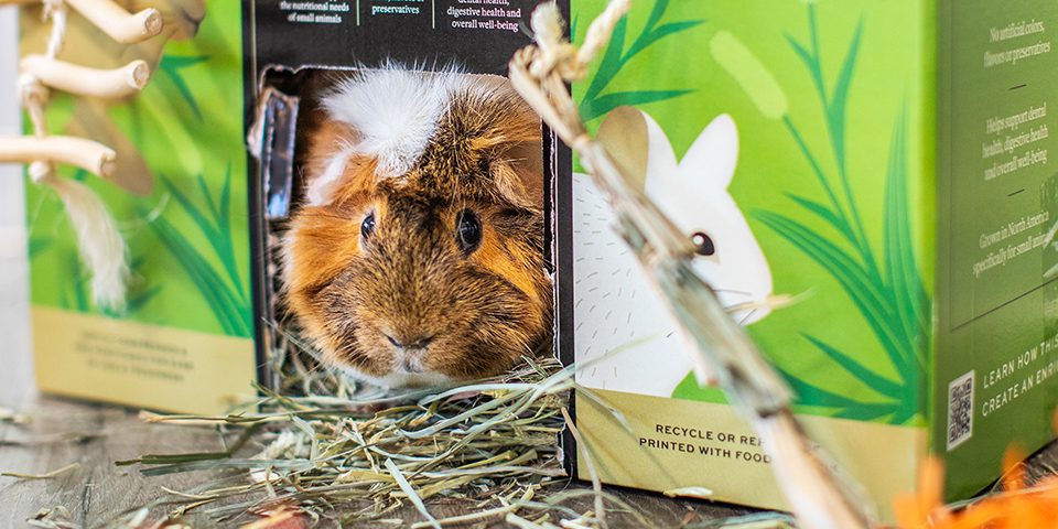 Guinea pig eating Prime Cut hay