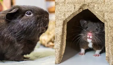 Guinea pig on the left; hamster on the right