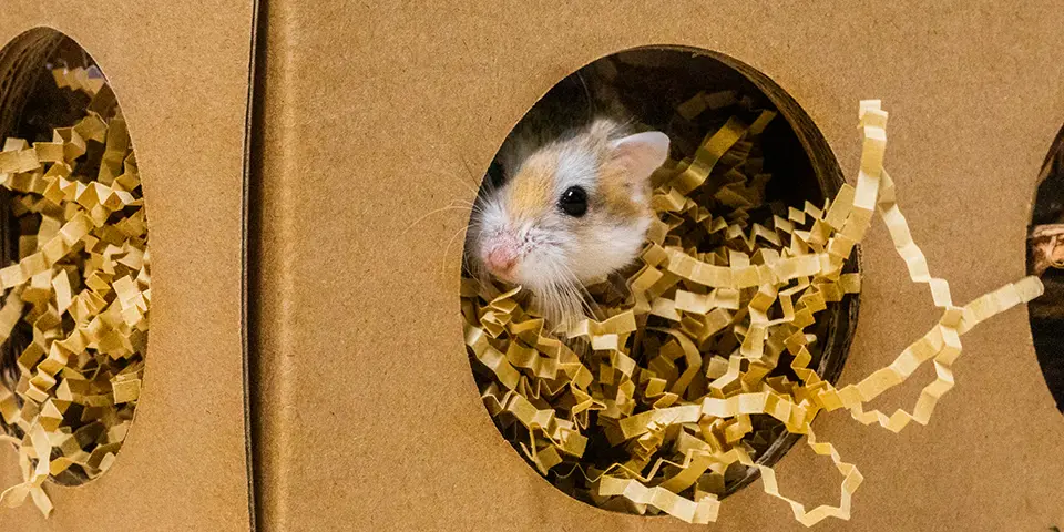 Hamster in a Burrow Box