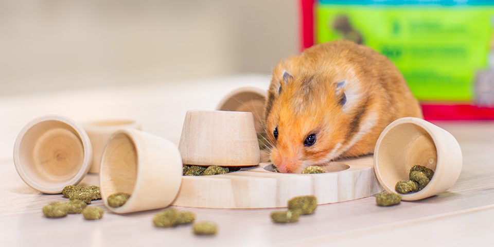 Hamster eating food from a wooden puzzler