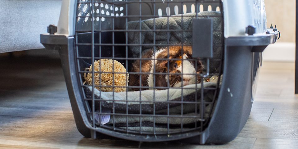 Guinea pig in a carrier