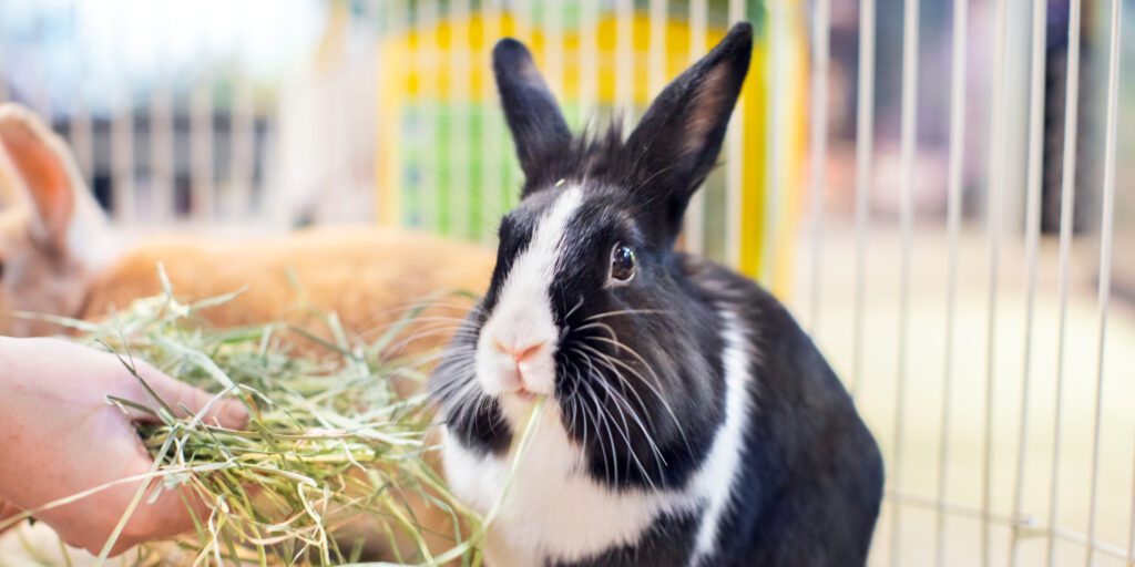 Rabbit in a home setting