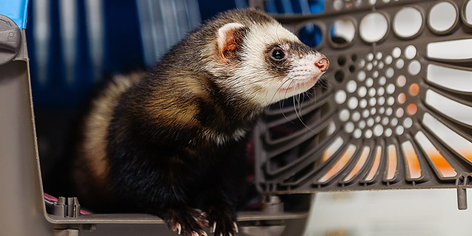 Ferret in a carrier