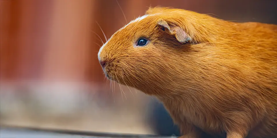 Cuy guinea pig