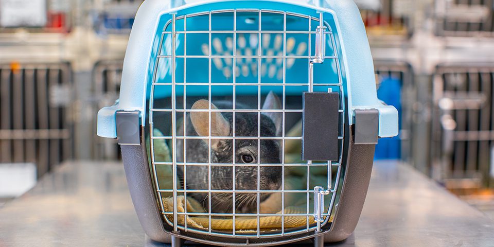 Chinchilla at the veterinarian in a carrier