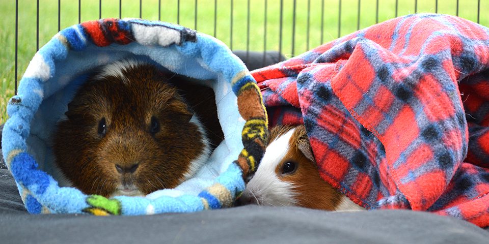 Two guinea pigs in a play pen