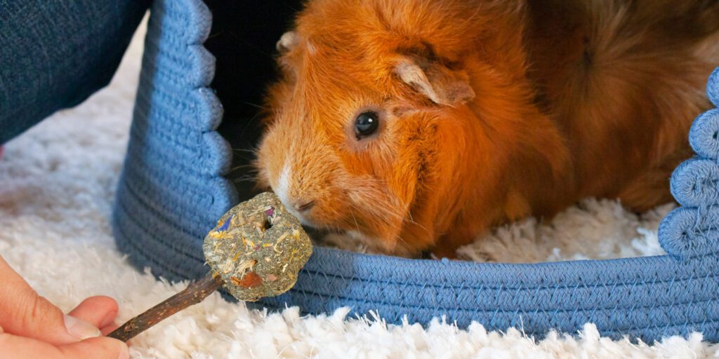 Guinea pig playing with pet parent