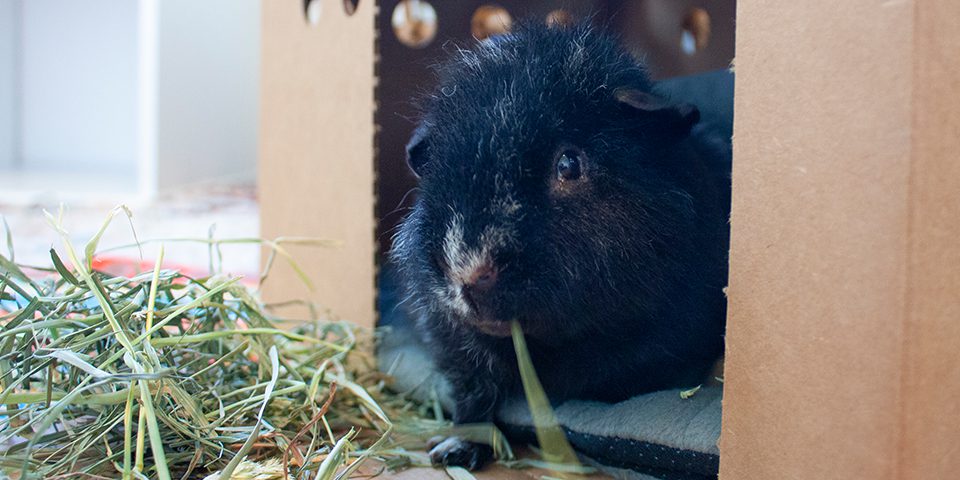 Rex guinea pig in a home setting