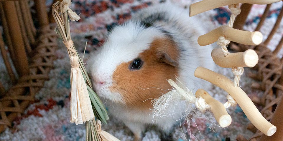 Guinea pig playing with toys in a home setting