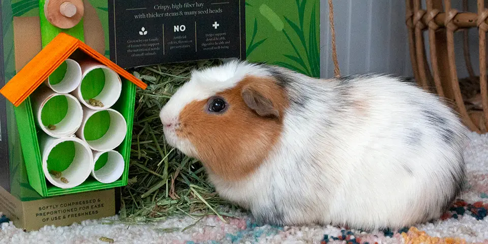 Guinea pig eating Prime Cut Hay