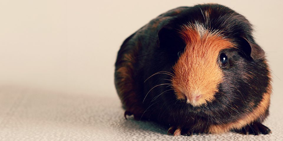 Guinea pig with a beige background