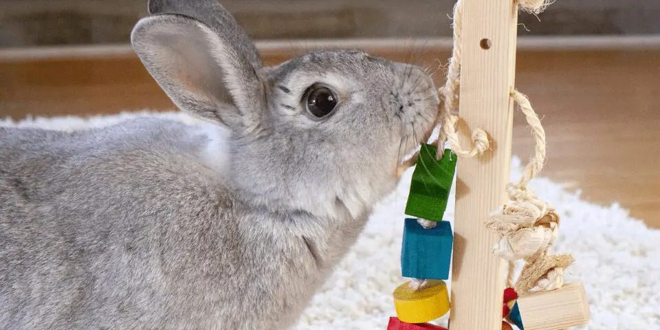 Rabbit playing with a Play Post