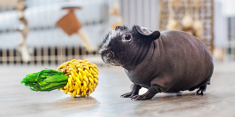 skinny guinea pig in a home setting