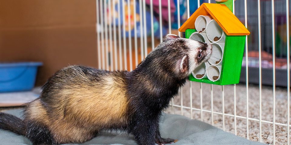 Ferret playing with the Treat House