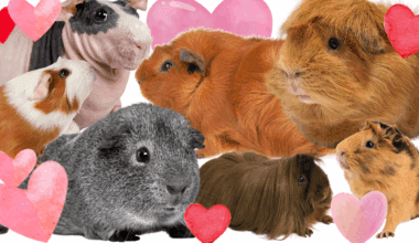 oxbow complete list of guinea pig breeds