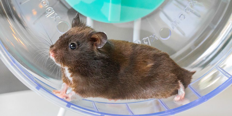 Hamster using a 2 in 1 wheel