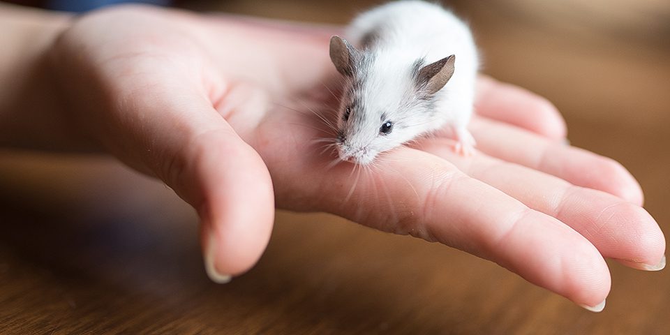 Pet mouse in person's hand