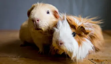 Two guinea pigs are curious about the camera