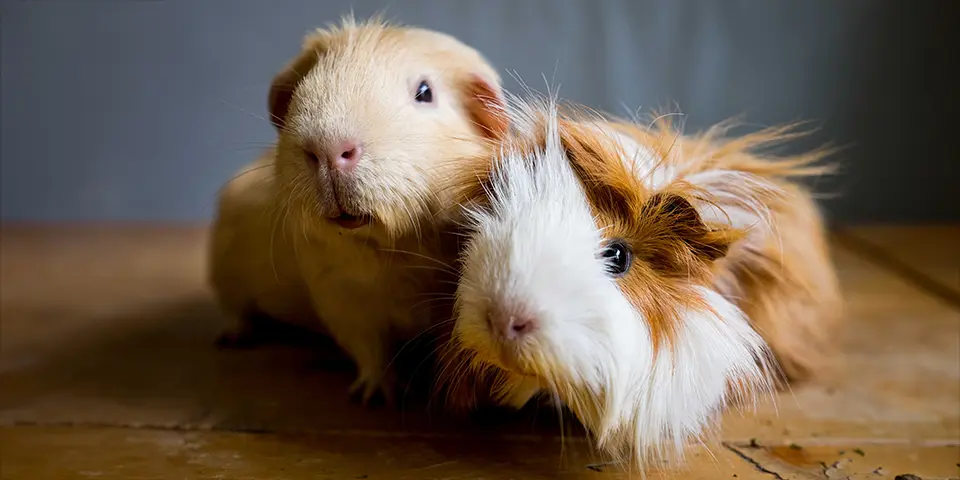 Two guinea pigs are curious about the camera