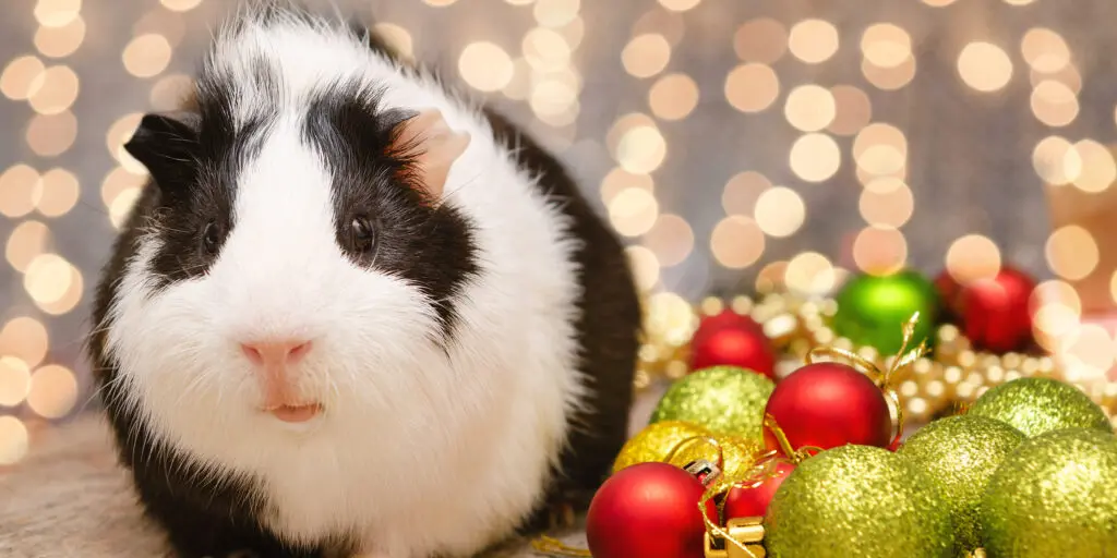 Little cute guinea pig in Christmas decoration