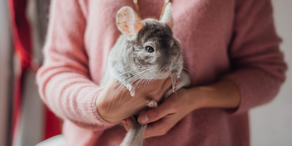 Little fluffy grey chinchilla sits in the woman's hands in pink sweater