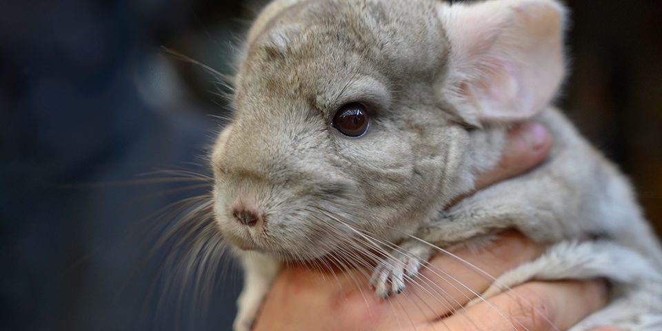 Close up of gray white chinchilla held in hand