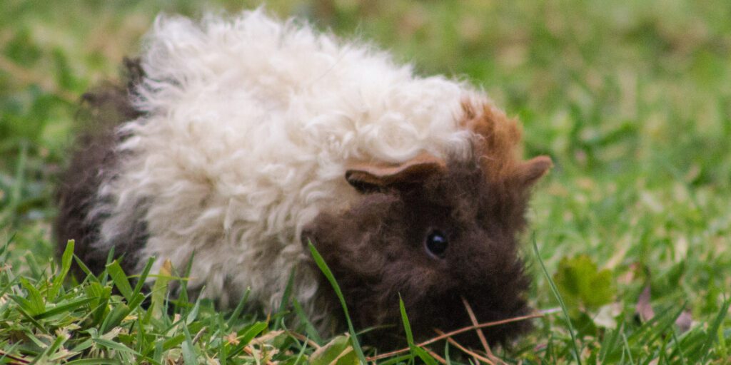 Curly texel guinea pig outdoors