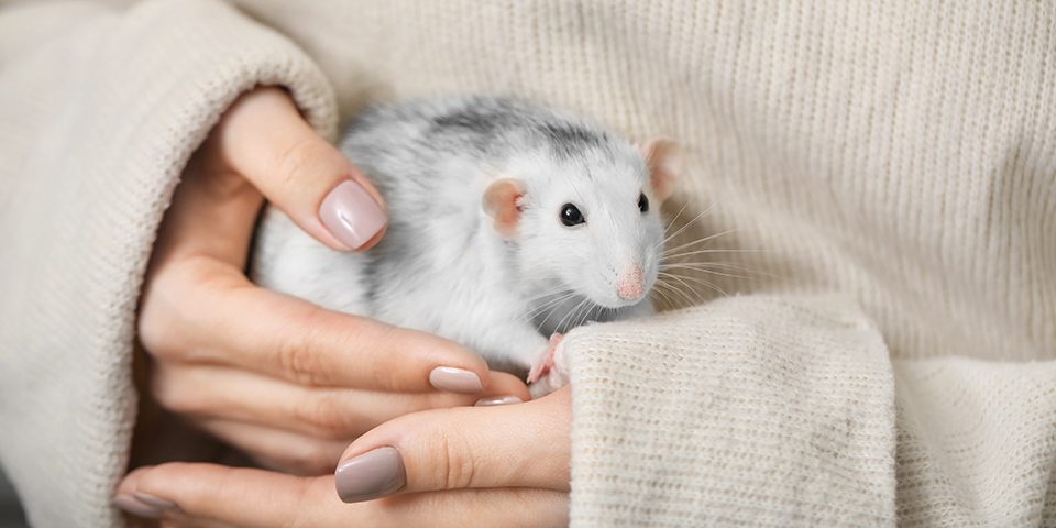 Young woman with cute rat, closeup