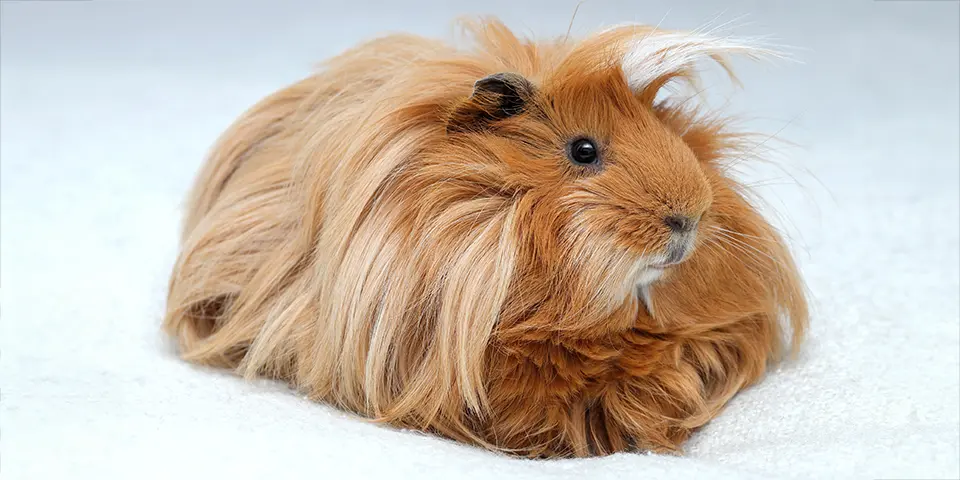 Long hair guinea pig on white background, Ginger peruvian cavy breed