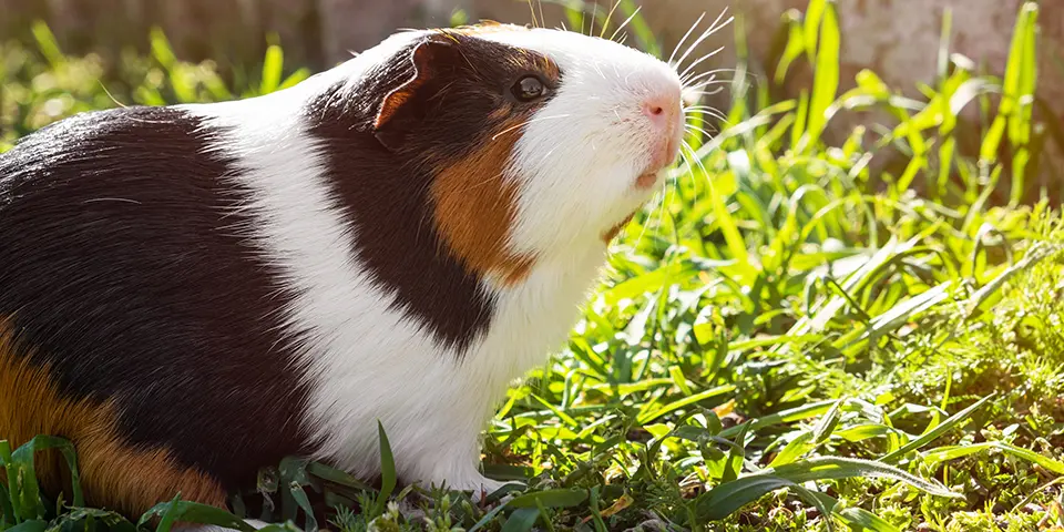 Cute guinea pig on green grass in the garden.