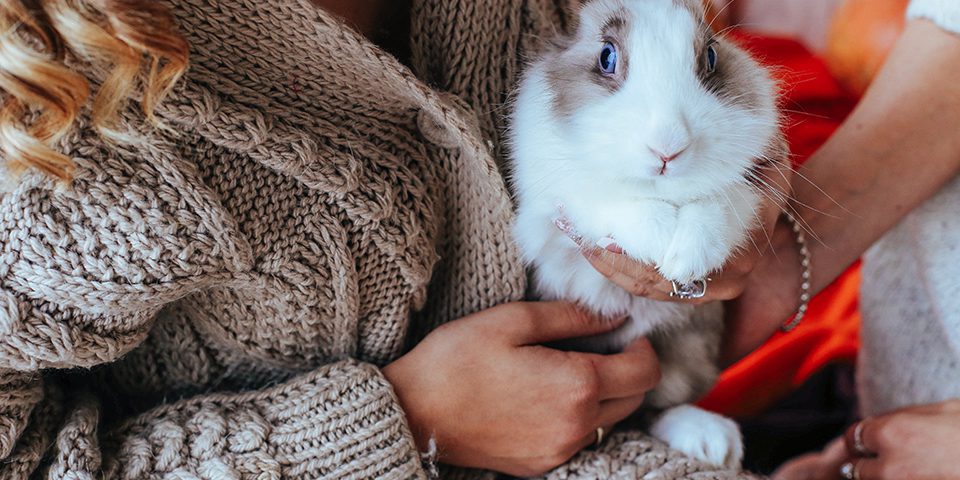 Girl hugs a cute white rabbit at home.a girl with a rabbit, bunny pet close up hands girl cuddling a lop-eared white rabbit against her on studio